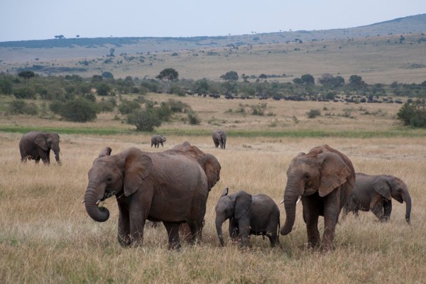 African Savanna Elephants, who can live to be 65-70 years old. Strangely their age is limited by their teeth; similar to humans they have several sets of teeth that emerge at various points in their life. Once the last ones wear away the elephants can no longer eat and die of starvation.