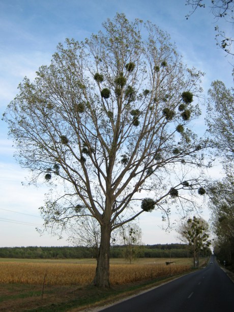 Hungary, home of trees with huge balls.